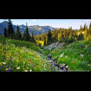 Meet your Posher, Cecilia